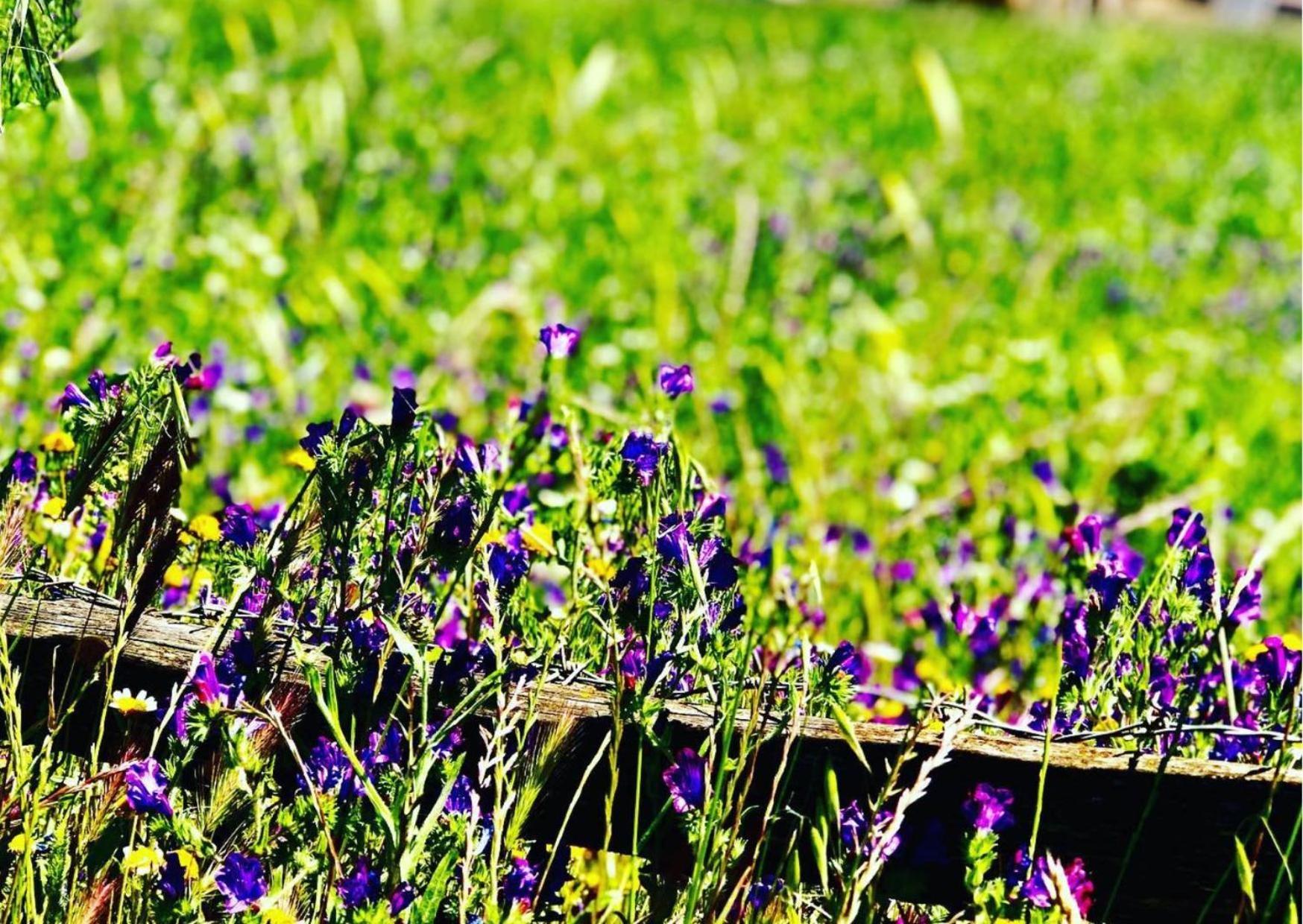 Agriturismo Sa Mandra Casa Minnina 외부 사진